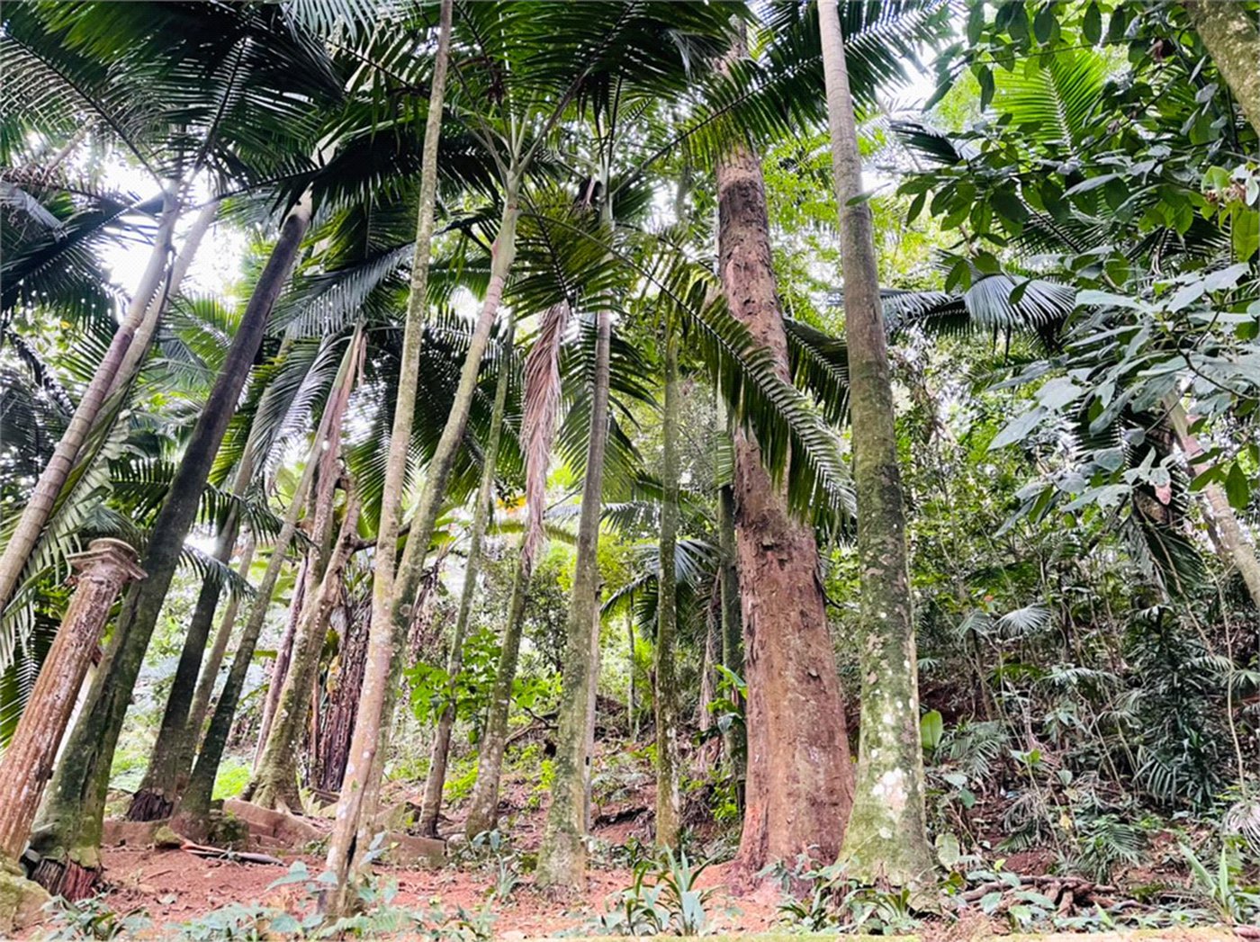 Terreno à venda em Tucuruvi, São Paulo, SP