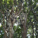 Chácara à venda com 3 suítes em Chácaras Copaco, Arujá, SP