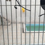 Casa Térrea à venda com 3 quartos, sendo 1 suíte, em Nova Cerejeira, Atibaia, SP