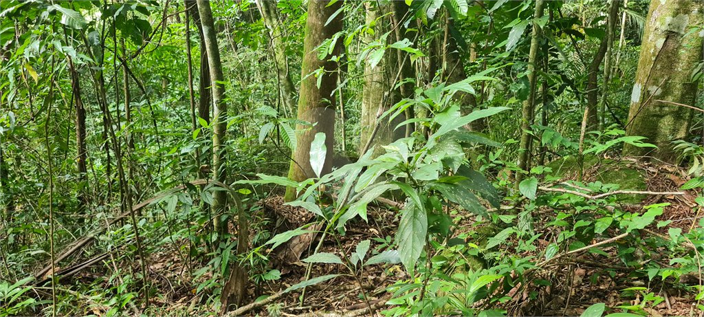 Terreno à venda em Caraguatá, Mairiporã, SP