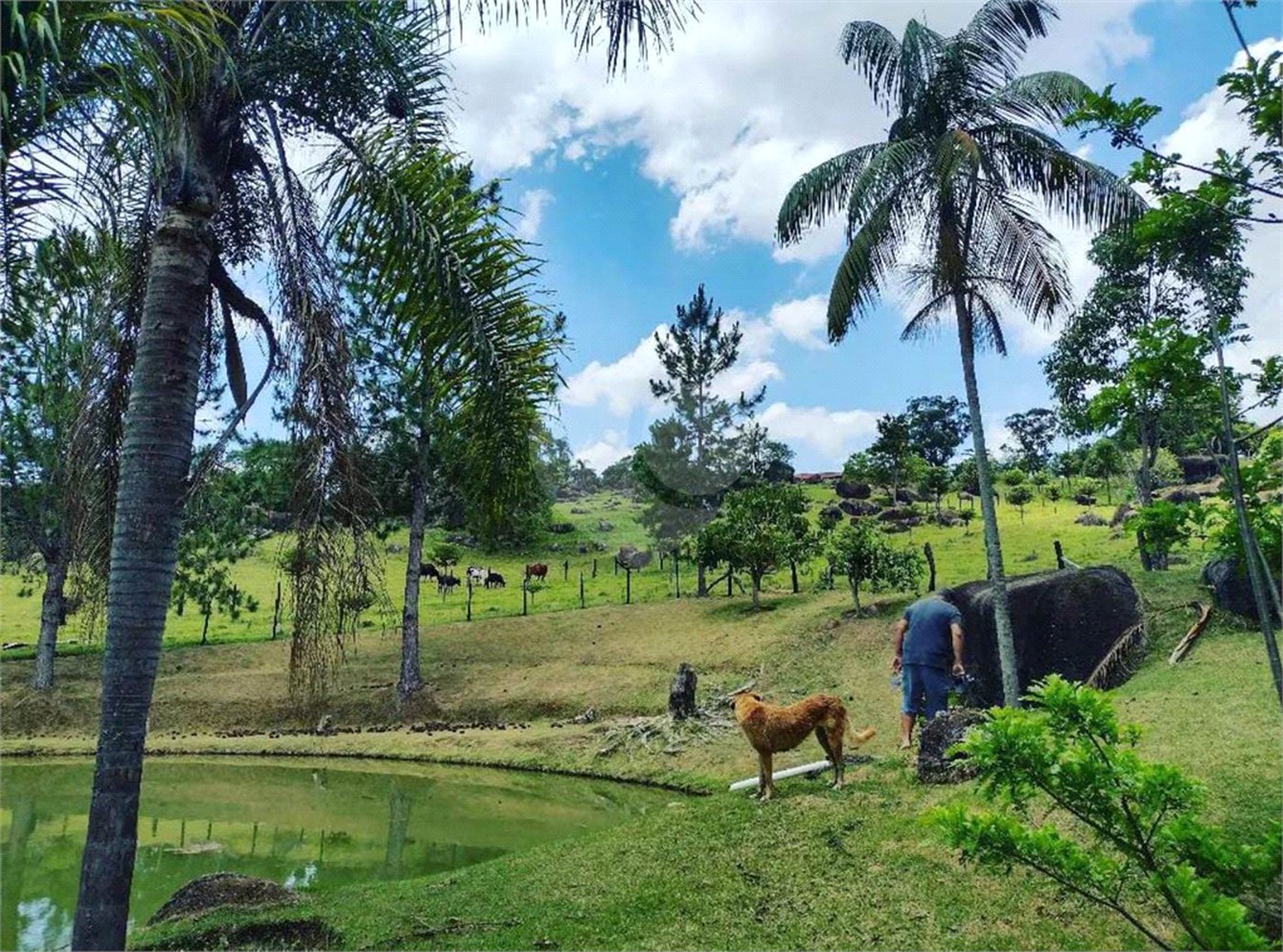 Excelente imóvel rural na cidade de Piedade/SP