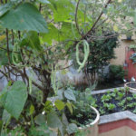 Sobrado à venda com 6 quartos, sendo 2 suítes, em Horto Florestal, São Paulo, SP