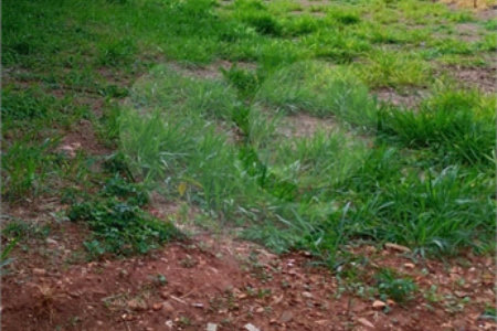 Terreno à venda em Jardim do Carmo, Araraquara, SP