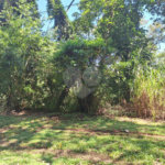 Terreno à venda no condomínio Alpes da Cantareira, Mairiporã - SP