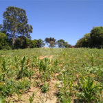 Área de Terra à venda em Cristóvão, Araçoiaba da Serra, SP
