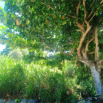 Terreno à venda em Caravelas, Armação dos Búzios, RJ