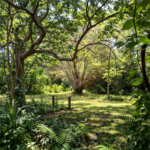 Terreno à venda em Jardim Patriarca, Ribeirão Preto, SP