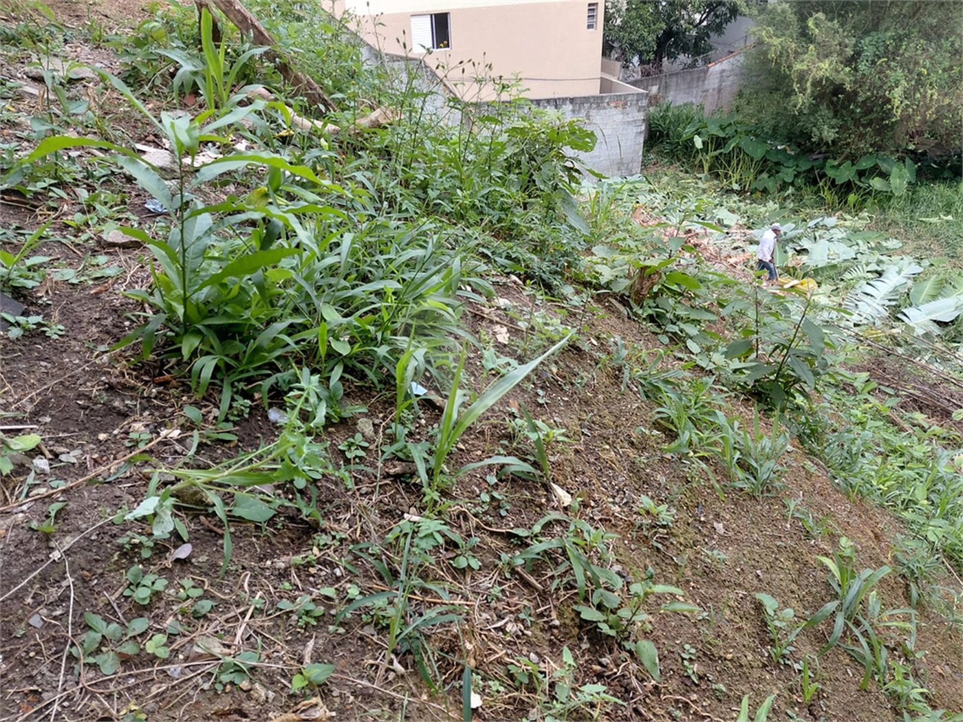 Terreno à venda em Tucuruvi, São Paulo, SP