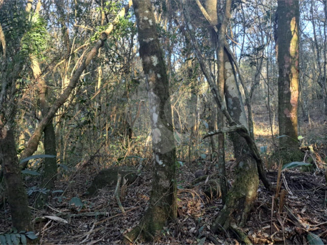 Terreno à venda em Serra da Cantareira, Mairiporã, SP