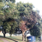 Linda chácara em Pinhalzinho