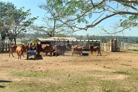 Sítio à venda com 2 suítes em Buru, Salto, SP