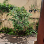 Sobrado à venda com 4 quartos em Brooklin Velho, São Paulo, SP