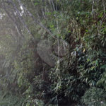 Terreno à venda no condomínio Associação Reserva das Hortênsias, Mairiporã - SP