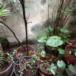 Sobrado à venda com 3 quartos em Aclimação, São Paulo, SP