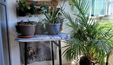 Apartamento à venda com 3 quartos, sendo 1 suíte,  em Jaçanã, São Paulo, SP