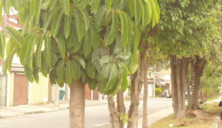 Terreno à venda em Vila Isolina Mazzei, São Paulo, SP