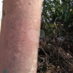 Terreno à venda em Santana, São Paulo, SP