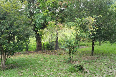 Sitio para venda.