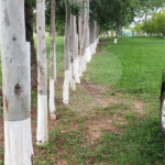 Sitio para venda.