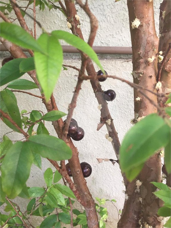 Sobrado à venda com 4 quartos, sendo 1 suíte, em Jardim Novo Mundo, São Paulo, SP