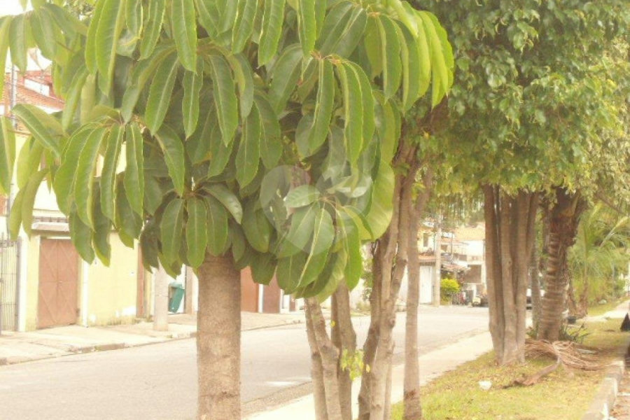 Terreno à venda em Vila Isolina Mazzei, São Paulo, SP
