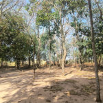 Chácara dos Sonhos à Venda – São Carlos/SP – Recreio Campestre