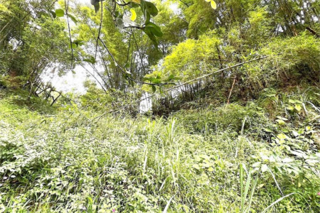 Terreno Residencial à venda, Morro de Nova Cintra, Santos - TE0034.