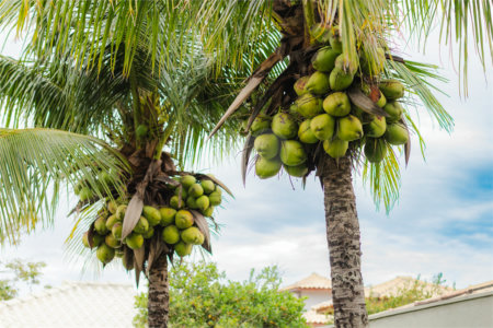 Casa à venda com 3 quartos, sendo 2 suítes, em Caravelas, Armação dos Búzios, RJ