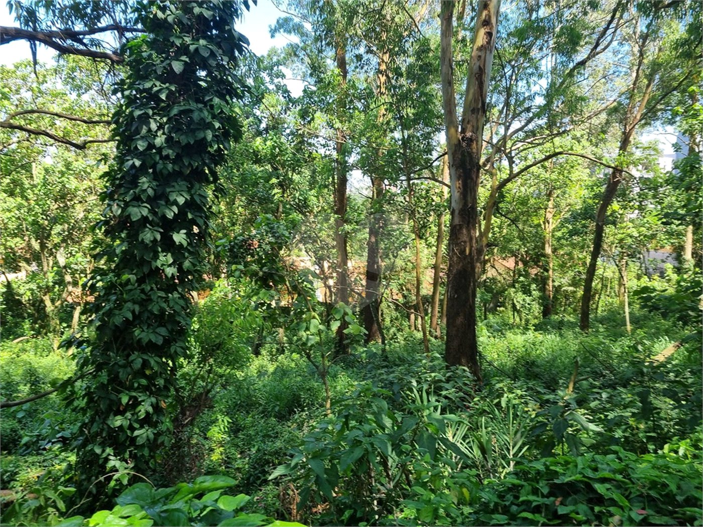 Terreno à venda no condomínio Horto do Ypê, São Paulo - SP
