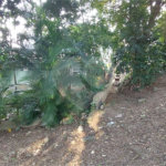Terreno à venda em Santana, São Paulo, SP