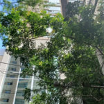 Apartamento à venda com 3 suítes em Jardim Fonte do Morumbi, São Paulo, SP