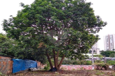 Terreno à venda em Jardim Cambara, São Paulo, SP