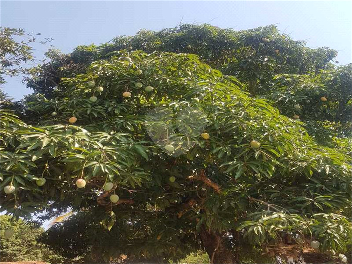 Fazenda à venda com 2 quartos em Canabrava, João Pinheiro, MG