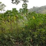 Terreno à venda em Barro Branco (zona Norte), São Paulo, SP