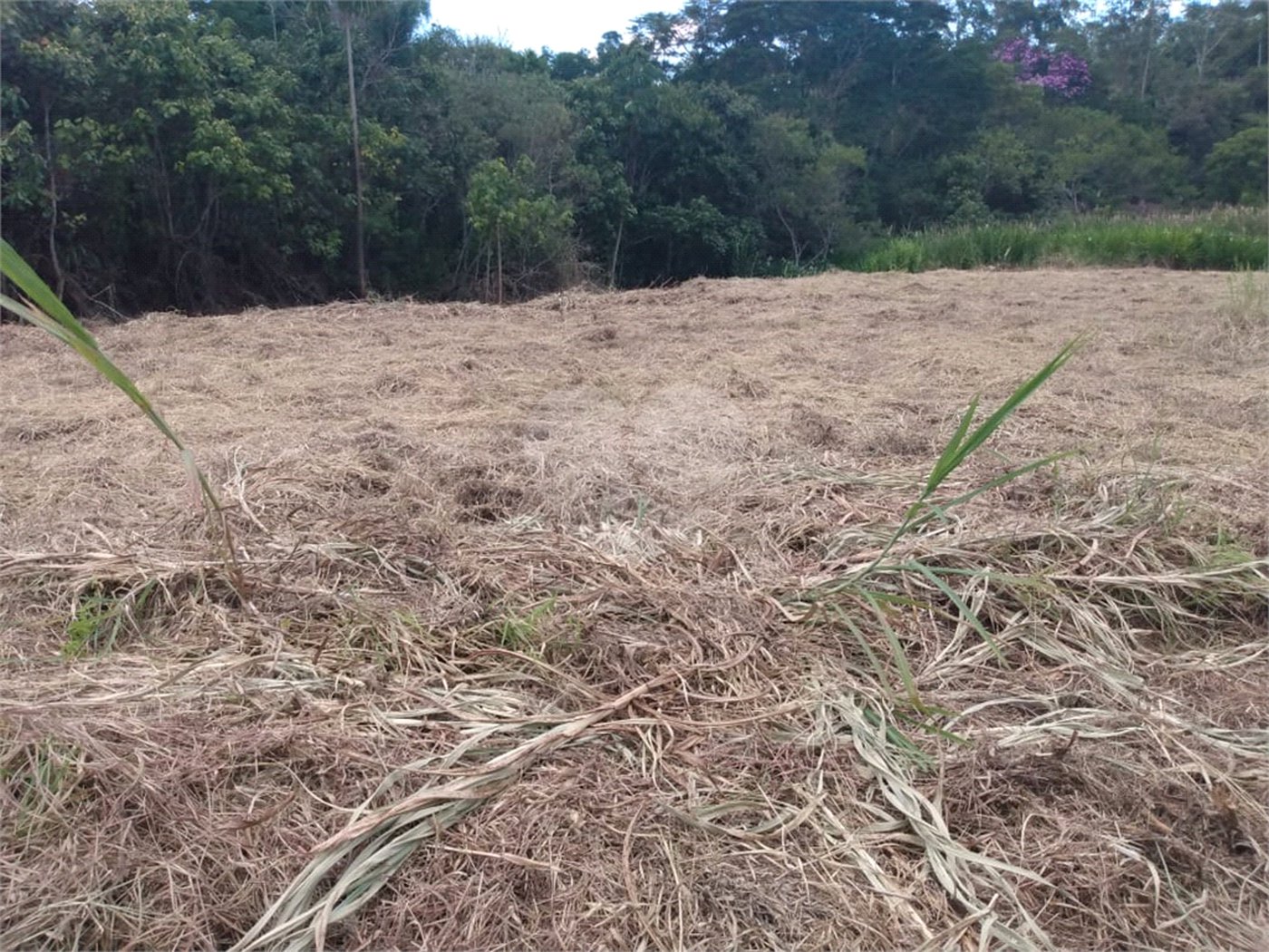Terreno à venda em Cézar de Souza, Mogi das Cruzes, SP