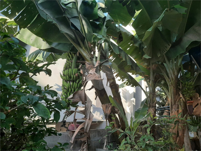 Casa Térrea à venda com 3 quartos em Horto Florestal, São Paulo, SP