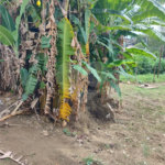 Terreno à venda em Santíssimo, Rio de Janeiro, RJ