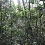 Terreno à venda em Serra da Cantareira, Mairiporã, SP