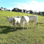 Área de Terra à venda em Área Rural de Monte Mor, Monte Mor, SP