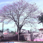 Casa à venda com 4 quartos, sendo 2 suítes,  em Vila Oliveira, Mogi das Cruzes, SP