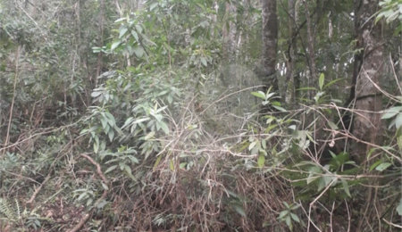 Terreno à venda em Suasalito, Mairiporã, SP
