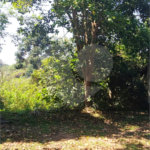 Chácara à venda com 5 quartos, sendo 1 suíte, em Estância São Luís, Suzano, SP