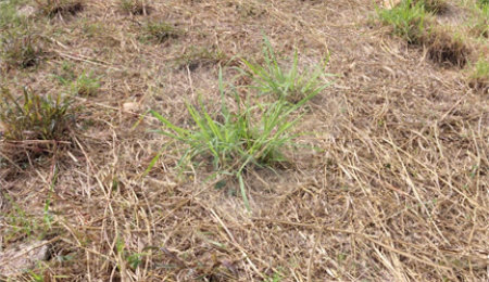 Terreno à venda em Vila Florença, Indaiatuba, SP