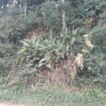 Terreno à venda em Serra da Cantareira, Mairiporã, SP