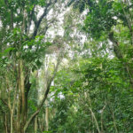 Terreno à venda em Caraguatá, Mairiporã, SP