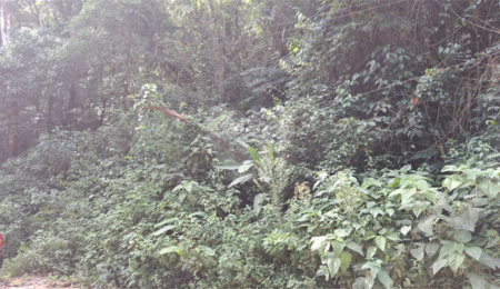 Terreno à venda em Serra da Cantareira, Mairiporã, SP