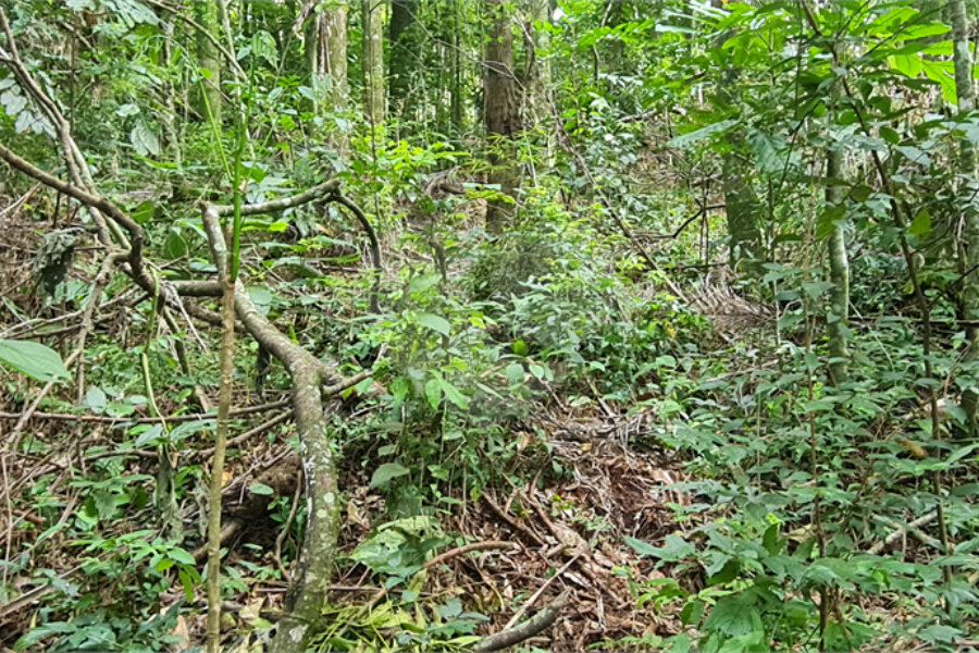 Terreno à venda em Caraguatá, Mairiporã, SP