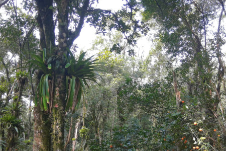 Sítio à venda com 5 quartos, sendo 1 suíte,  em Área Rural de Tapiraí, Tapiraí, SP