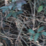 Terreno à venda em Jardim São João (zona Norte), São Paulo, SP
