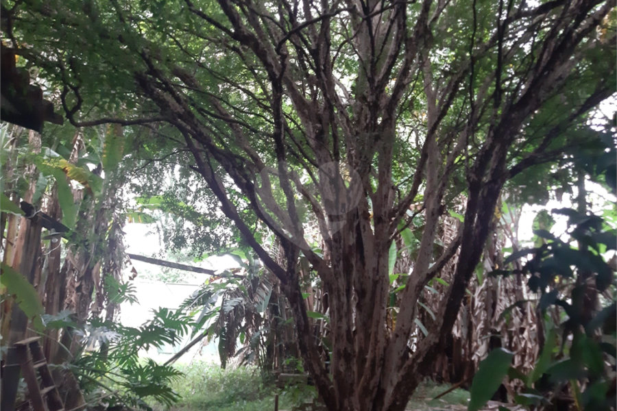 Terreno à venda em Vila Gustavo, São Paulo, SP